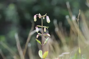 ניצנית נוצתית (פעמוני הקתדרלה)