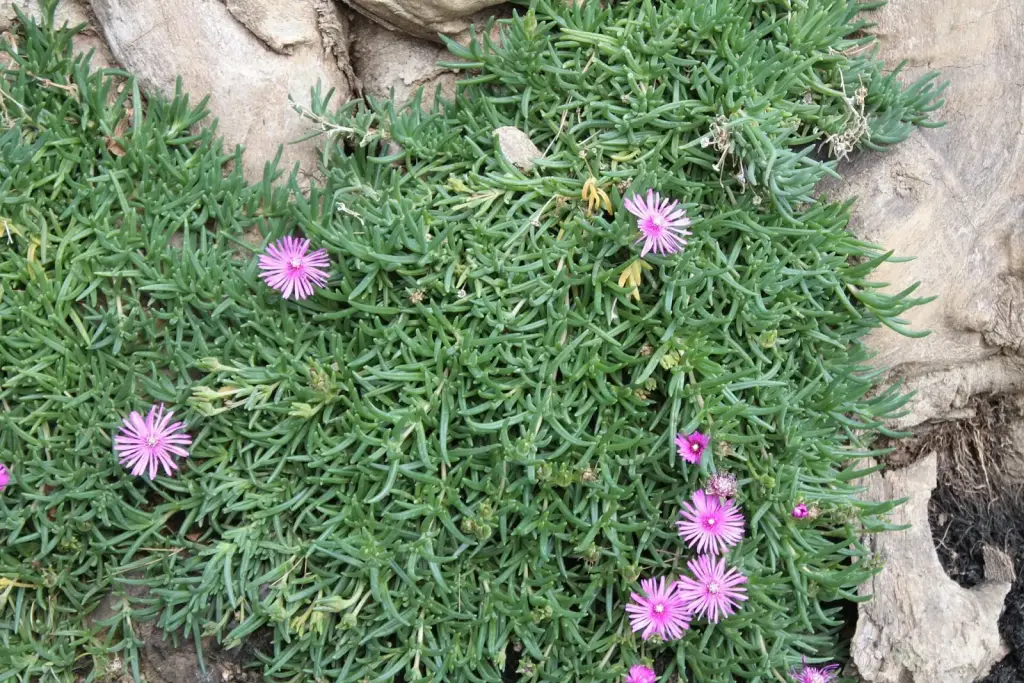 למפרנתוס מרהיב