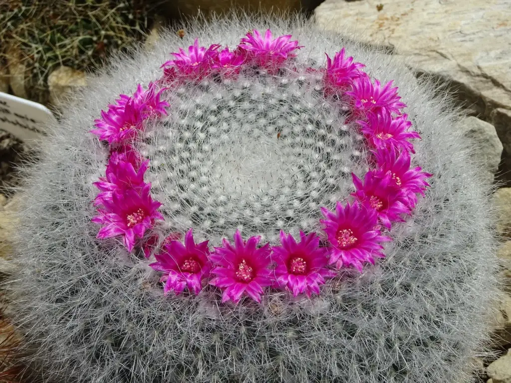 ממילריה האן (קקטוס הזקנה)