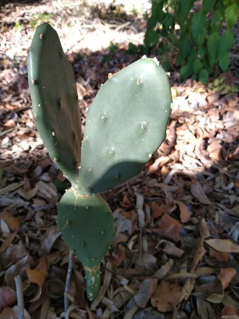 צבר זקוף