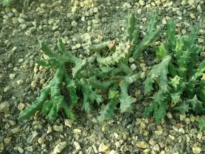 אורבאה מגוונת (פרח הכוכב המנומר)