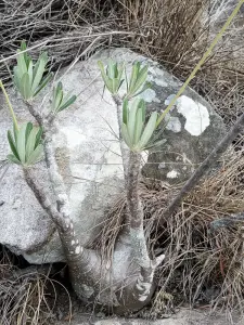 פכיפודיום שושני