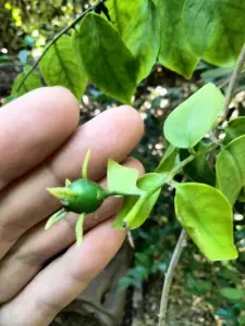 פרסקיה אקולאטה (דומדמנית ברבדוס)