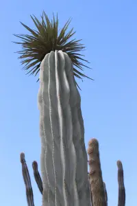 פילוסוצראוס (העמוד הכחול)