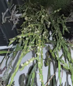ריפסליס פרדוקסה (קקטוס השרשרת)