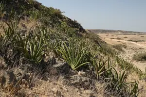סנסיווריה ארנברג (סנסיווריה כחולה)