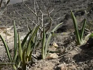 סנסיווריה ארנברג (סנסיווריה כחולה)