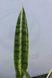 סנסיווריה (לשון חמות)