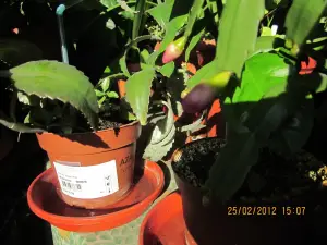 שלומברגרה (קקטוס חג המולד)