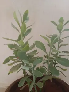 סביון עבה (סביון העלים הזקופים)