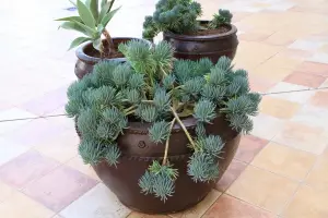 סביון כחלחל (מקלות גיר)