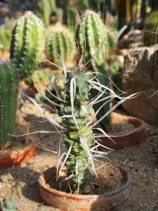 טפרוקקטוס (קקטוס הנייר)