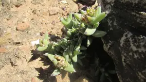 טריכודיאדמה מופלאה