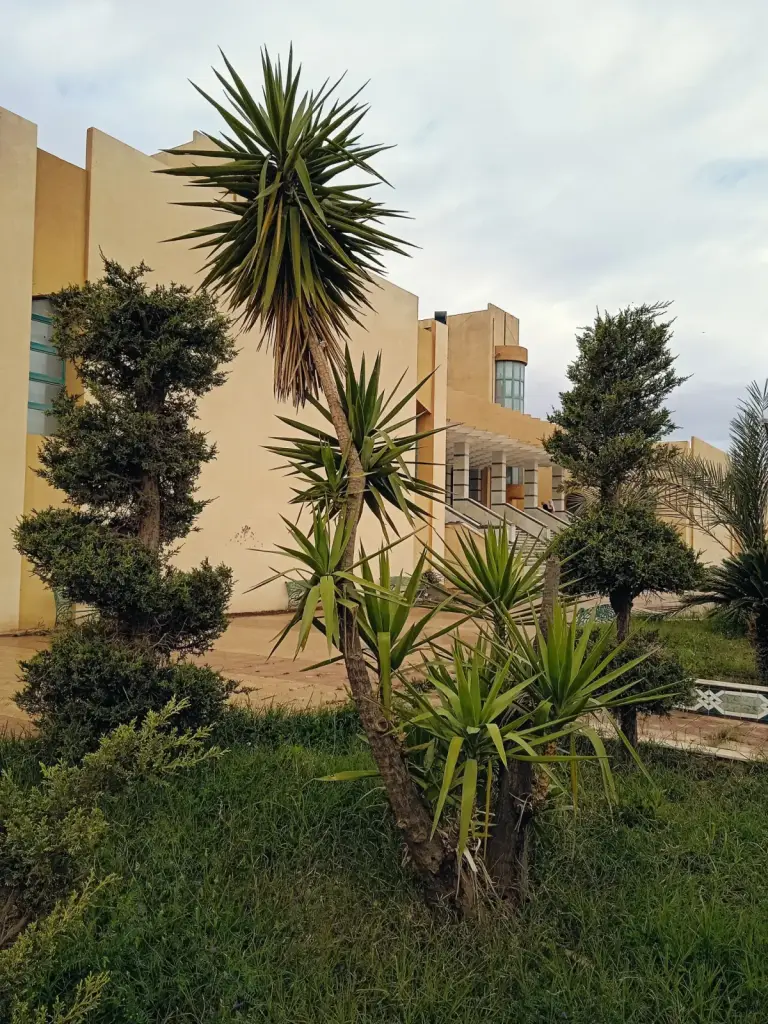 יוקה פילית