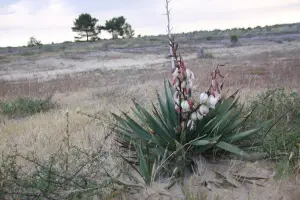 יוקה מפוארת (פגיון ספרדי)