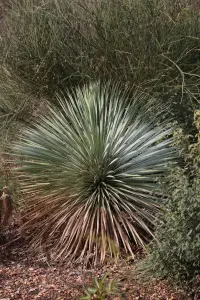יוקה מקורית (יוקה כחולה)