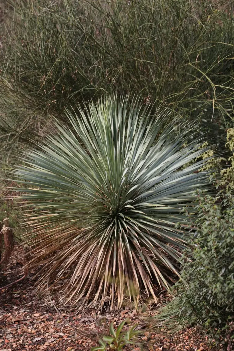 יוקה מקורית (יוקה כחולה)