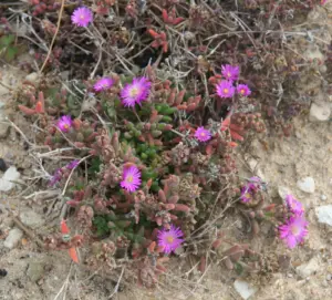 דלוספרמת אברדין
