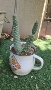 Euphorbia ritchiei