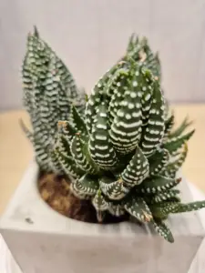 Haworthiopsis reinwardtii